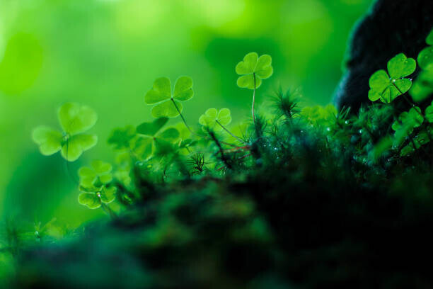 Baac3nes Plakát, Obraz - Clover on the forrest floor, Baac3nes, 40 × 26.7 cm