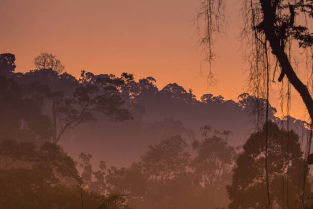 shaifulzamri Plakát, Obraz - Morning view of Endau Rompin National, shaifulzamri, 40 × 26.7 cm