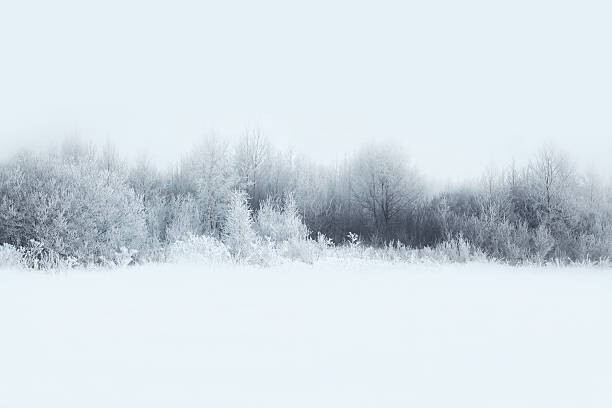 Guasor Plakát, Obraz - Beautiful winter forest landscape, trees covered, Guasor, 40 × 26.7 cm