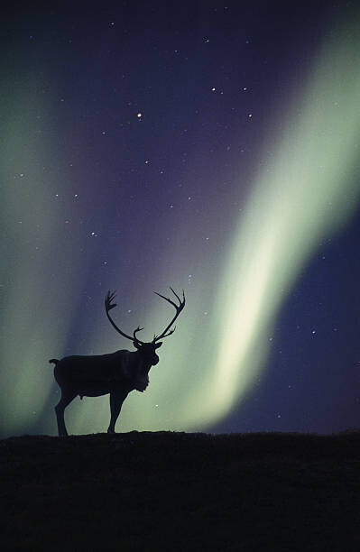 Johnny Johnson Plakát, Obraz - Caribou bull  and Aurora Borealis,, Johnny Johnson, 26.7 × 40 cm