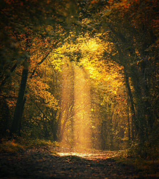 FrankyDeMeyer Plakát, Obraz - Magical forest landscape with sunbeam lighting, FrankyDeMeyer, 35.5 × 40 cm