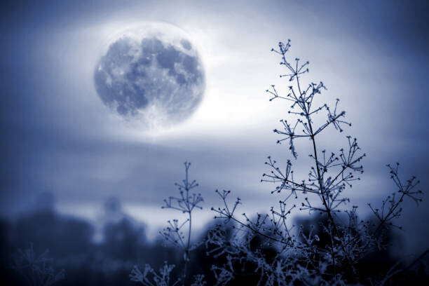 Elena Kurkutova Plakát, Obraz - Winter night mystical scenery. Full moon, Elena Kurkutova, 40 × 26.7 cm