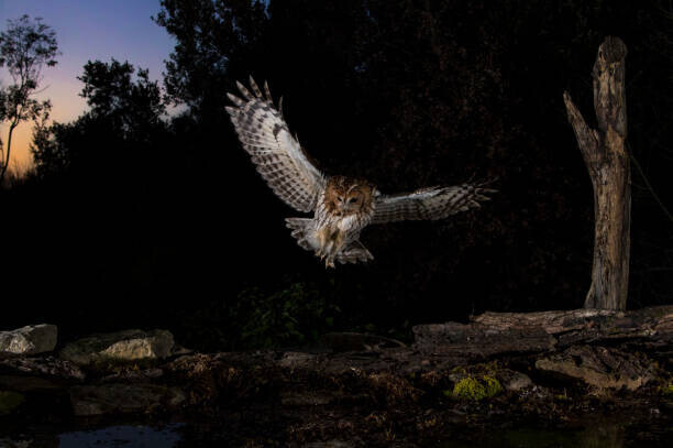 AlfredoPiedrafita Plakát, Obraz - Tawny owl flying in the forest at night, Spain, AlfredoPiedrafita, 40 × 26.7 cm
