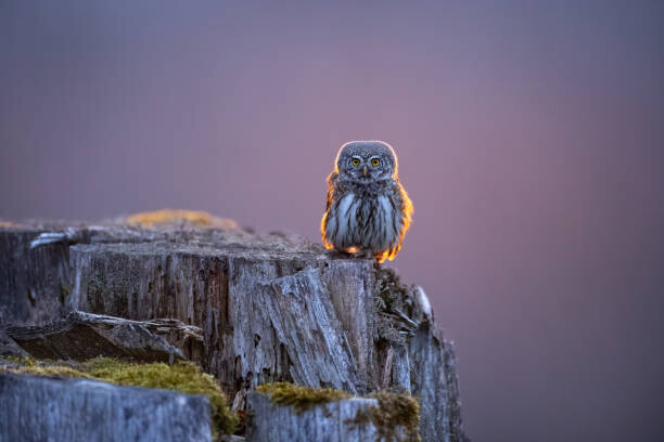 Krzysztof Baranowski Plakát, Obraz - Eurasian pygmy owl in beautiful sunset, Krzysztof Baranowski, 40 × 26.7 cm