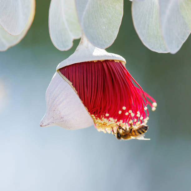 Robbie Goodall Plakát, Obraz - Red and Yellow Eucalyptus Gum Blossom, Robbie Goodall, 40 × 40 cm
