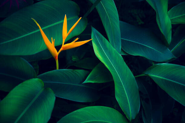 sarayut Thaneerat Plakát, Obraz - tropical leaves colorful flower on dark, sarayut Thaneerat, 40 × 26.7 cm