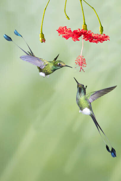 Hal Beral Plakát, Obraz - Pair of male Booted Rackettail Hummingbirds, Hal Beral, 26.7 × 40 cm