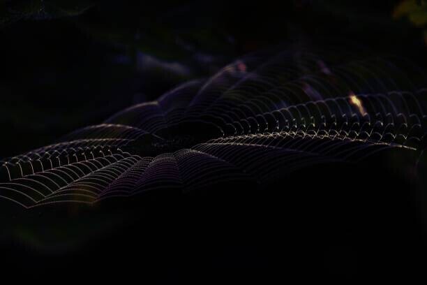 László Oltean / 500px Plakát, Obraz - Velvet...., László Oltean / 500px, 40 × 26.7 cm