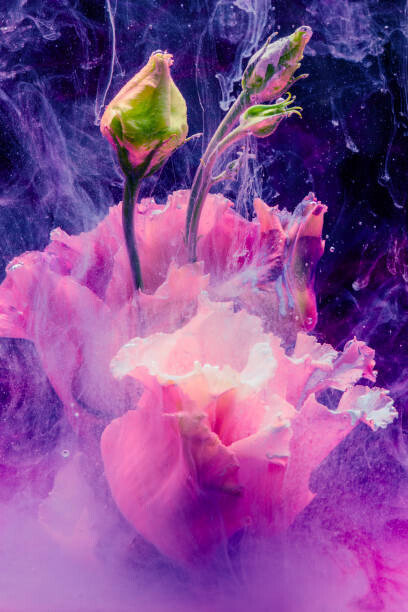 Lorado Plakát, Obraz - Flower in colourful water, Lorado, 26.7 × 40 cm