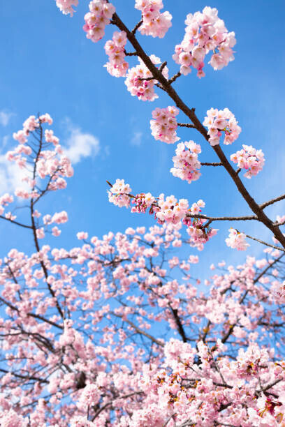 Masahiro Makino Plakát, Obraz - Cherry Blossoms, Masahiro Makino, 26.7 × 40 cm