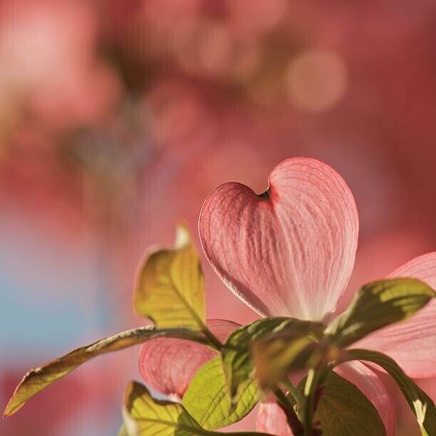 Pamela Long Plakát, Obraz - Heart bloom, Pamela Long, 40 × 40 cm