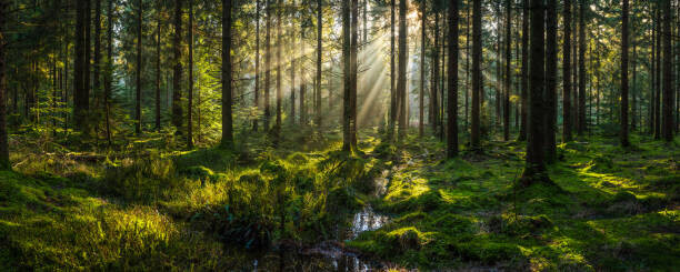 fotoVoyager Plakát, Obraz - Sunlight streaming through forest canopy illuminated, fotoVoyager, 50 × 20 cm