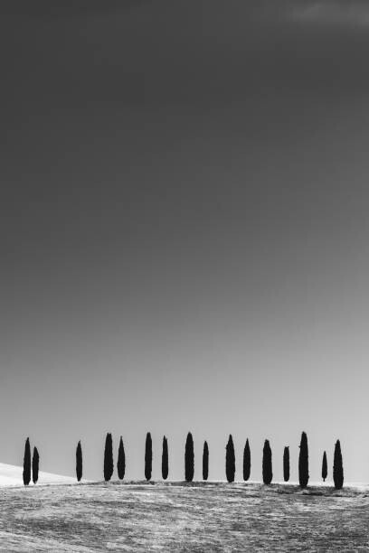 StephenBridger Plakát, Obraz - Cypress Trees, Tuscany, StephenBridger, 26.7 × 40 cm