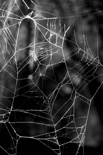 Gary Rundle Plakát, Obraz - Monochrome Web, Gary Rundle, 26.7 × 40 cm