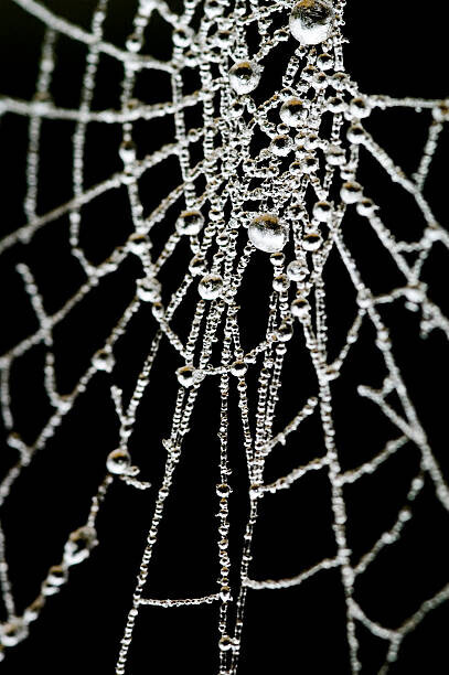 samveitch Plakát, Obraz - Spider Web, samveitch, 26.7 × 40 cm