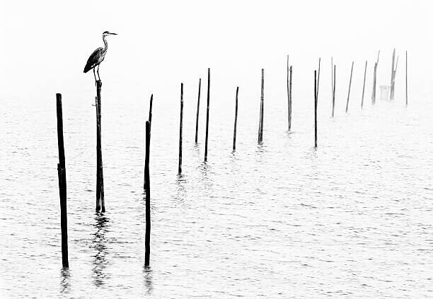 RelaxFoto.de Plakát, Obraz - Gray heron sitting on pole of fish trap in fog, RelaxFoto.de, 40 × 26.7 cm