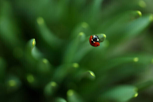 Sanja Baljkas Plakát, Obraz - Ladybug, Sanja Baljkas, 40 × 26.7 cm