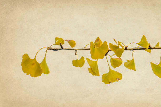 Vicente Méndez Plakát, Obraz - Ginkgo biloba branch and leaves in autumn, Vicente Méndez, 40 × 26.7 cm