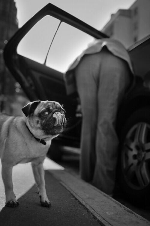 Christophe Debon Plakát, Obraz - Dog sees you, Christophe Debon, 26.7 × 40 cm