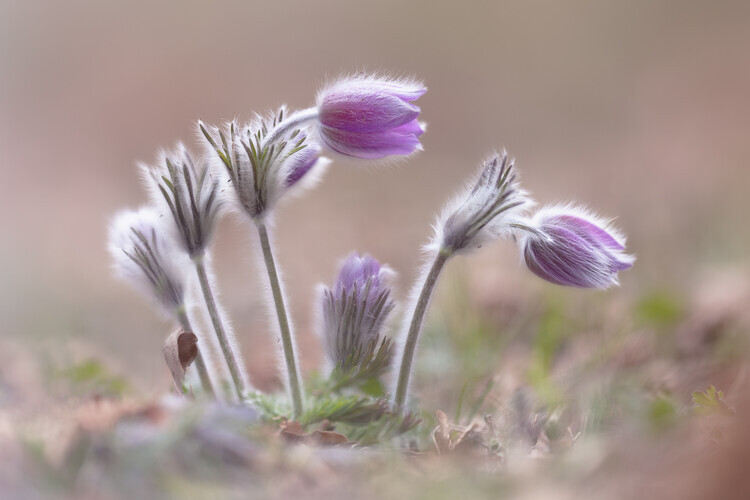 Fabrizio Daminelli Plakát, Obraz - Mountain Pasqueflower, Fabrizio Daminelli, 40 × 26.7 cm