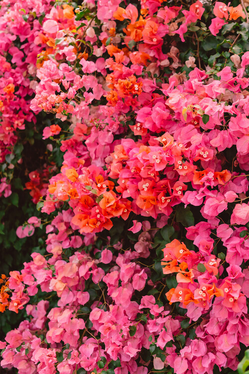 Bethany Young Plakát, Obraz - California Blooms, Bethany Young, 26.7 × 40 cm