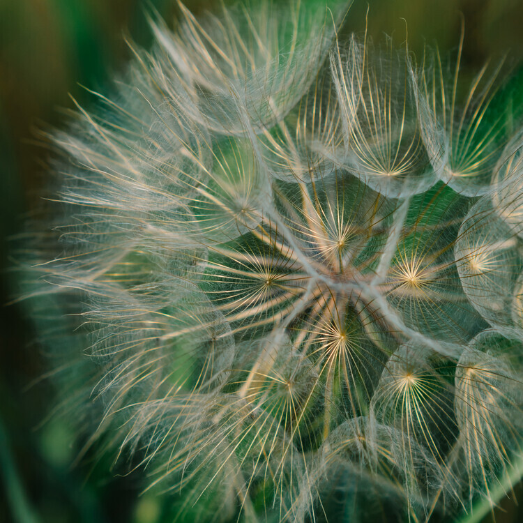 Bethany Young Plakát, Obraz - Summer Dandelion, Bethany Young, 40 × 40 cm