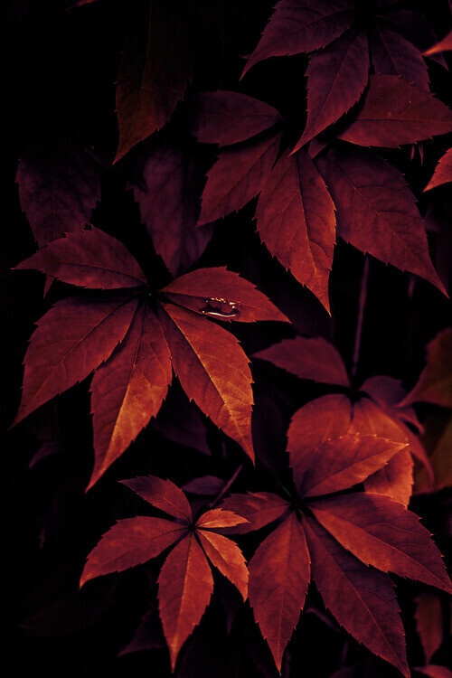 Mareike Böhmer Plakát, Obraz - Dark Leaves, Mareike Böhmer, 26.7 × 40 cm
