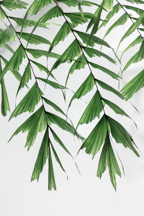 Mareike Böhmer Plakát, Obraz - Summer Branches, Mareike Böhmer, 26.7 × 40 cm