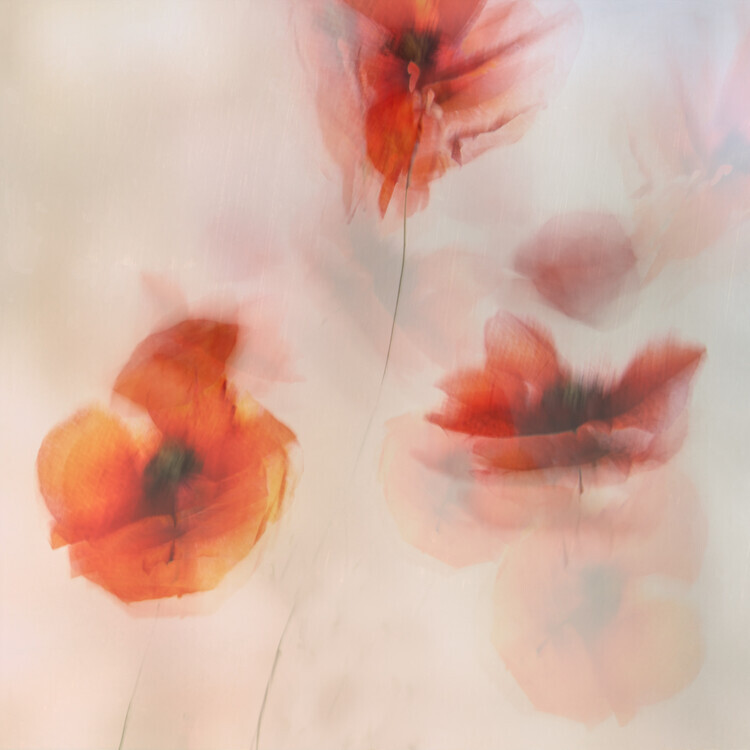 Nel Talen Plakát, Obraz - Painted poppies, Nel Talen, 40 × 40 cm