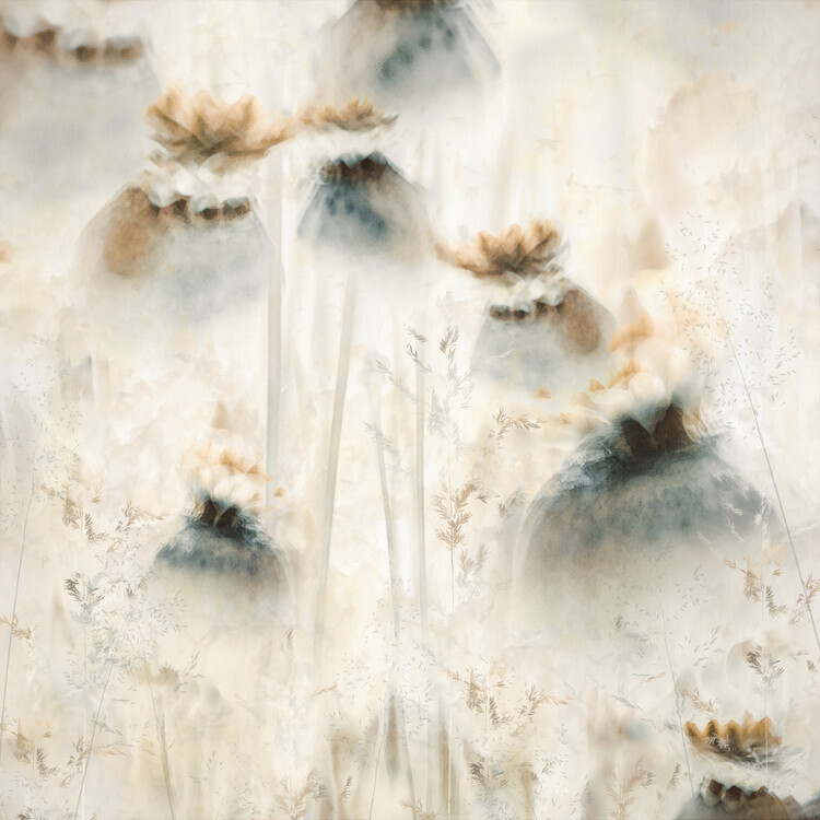 Nel Talen Plakát, Obraz - Seed pods, Nel Talen, 40 × 40 cm