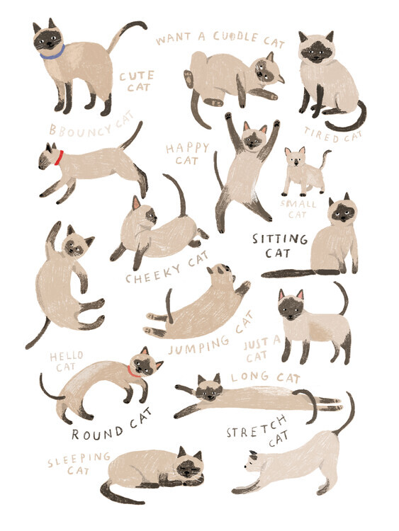 Hanna Melin Plakát, Obraz - Siamese Cat Print, Hanna Melin, 30 × 40 cm