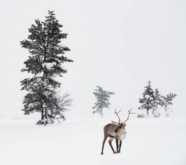RelaxFoto.de Plakát, Obraz - Reindeer standing in snow in winter, RelaxFoto.de, 40 × 35.5 cm