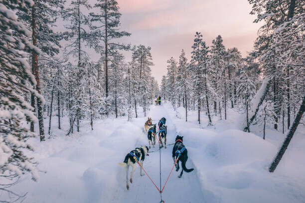 serts Plakát, Obraz - Husky dog sledding in Lapland, Finland, serts, 40 × 26.7 cm