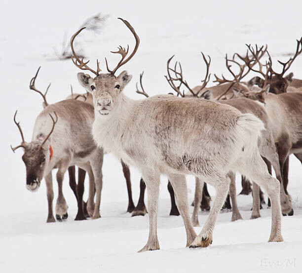 Eva Mårtensson Plakát, Obraz - Reindeer with antlers, Eva Mårtensson, 40 × 40 cm