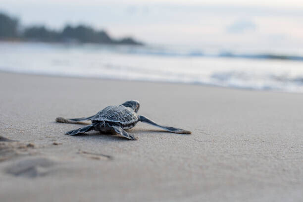 Riza Azhari Plakát, Obraz - Leather back turtle babies are released, Riza Azhari, 40 × 26.7 cm