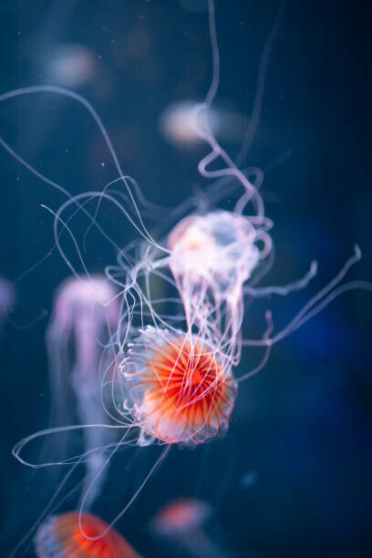 nikkytok Plakát, Obraz - abstract jellyfish chrysaora pacifica underwater, nikkytok, 26.7 × 40 cm