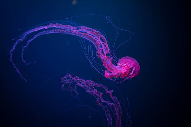 Sebastian von Ehren / 500px Plakát, Obraz - Deep blue purple,Close-up of jellyfish swimming, Sebastian von Ehren / 500px, 40 × 26.7 cm