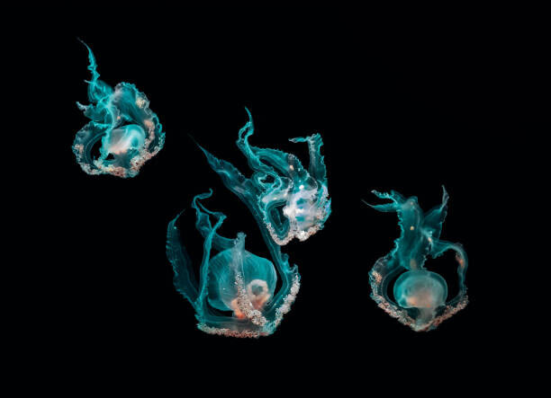 SEAN GLADWELL Plakát, Obraz - Ocean jellyfish, SEAN GLADWELL, 40 × 30 cm