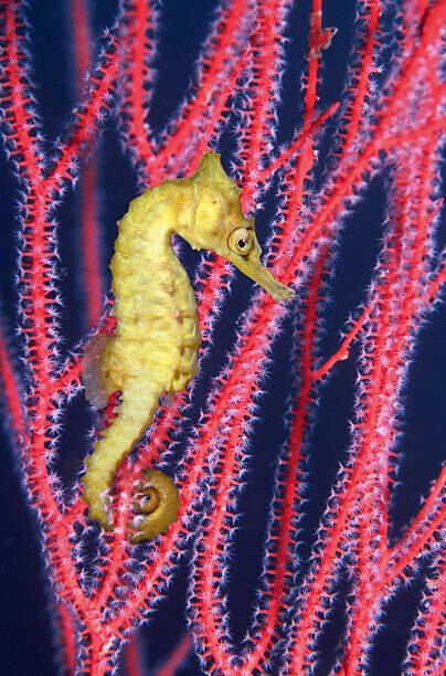 Georgette Douwma Plakát, Obraz - Seahorse  swimming in Gorgonian sea, Georgette Douwma, 26.7 × 40 cm