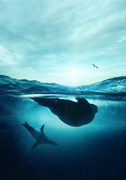 SEAN GLADWELL Plakát, Obraz - Underwater seals, SEAN GLADWELL, 26.7 × 40 cm
