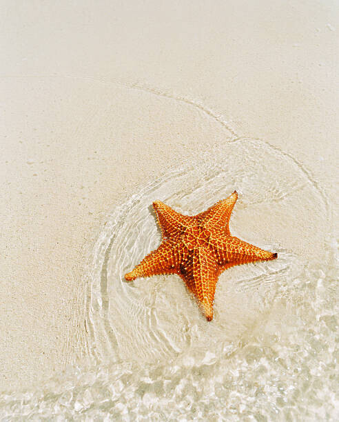 Catherine Ledner Plakát, Obraz - Orange starfish on sandy seashore, high angle view, Catherine Ledner, 30 × 40 cm