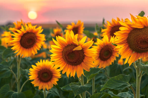 Evgeni Dinev Photography Plakát, Obraz - Sunset Flowers, Evgeni Dinev Photography, 40 × 26.7 cm