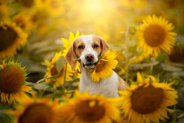 Iwona Wojtowicz / 500px Plakát, Obraz - Beagle in sunflower field, Iwona Wojtowicz / 500px, 40 × 26.7 cm