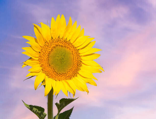Jose A. Bernat Bacete Plakát, Obraz - Sunflower flower in spring against the, Jose A. Bernat Bacete, 40 × 30 cm