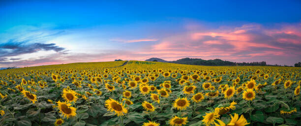 Sarrote Sakwong Plakát, Obraz - Sunflower field at sunset, Sarrote Sakwong, 50 × 20.9 cm