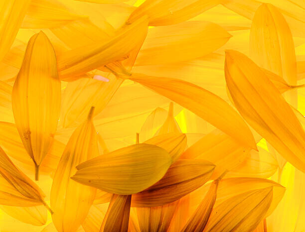 vkbhat Plakát, Obraz - Sunflower petals, vkbhat, 40 × 30 cm