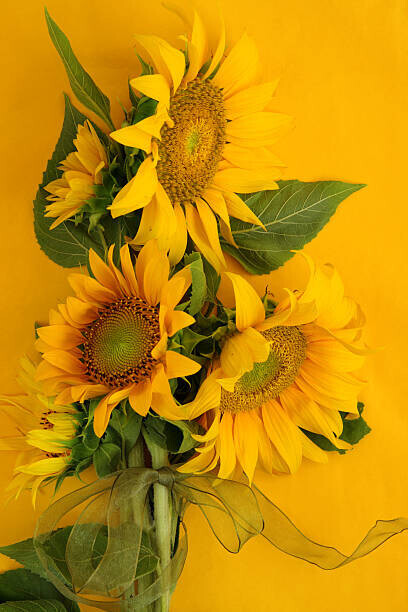 Kathryn8 Plakát, Obraz - Sunflowers on Yellow, Kathryn8, 26.7 × 40 cm