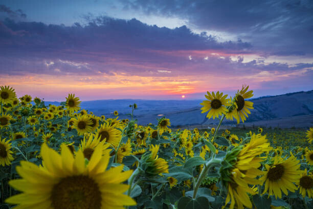 Guido Cozzi/Atlantide Phototravel Plakát, Obraz - Beautiful landscape with sunflowers, Guido Cozzi/Atlantide Phototravel, 40 × 26.7 cm