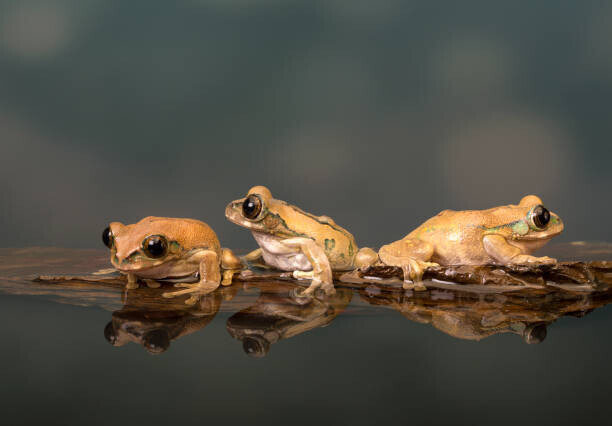 Lillian King Plakát, Obraz - Marbled Reed Frog off to swim, Lillian King, 40 × 26.7 cm