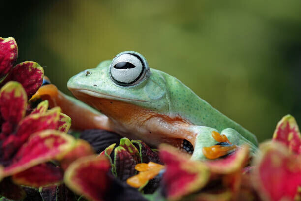 agus fitriyanto Plakát, Obraz - Flying frog sitting on leaves, agus fitriyanto, 40 × 26.7 cm